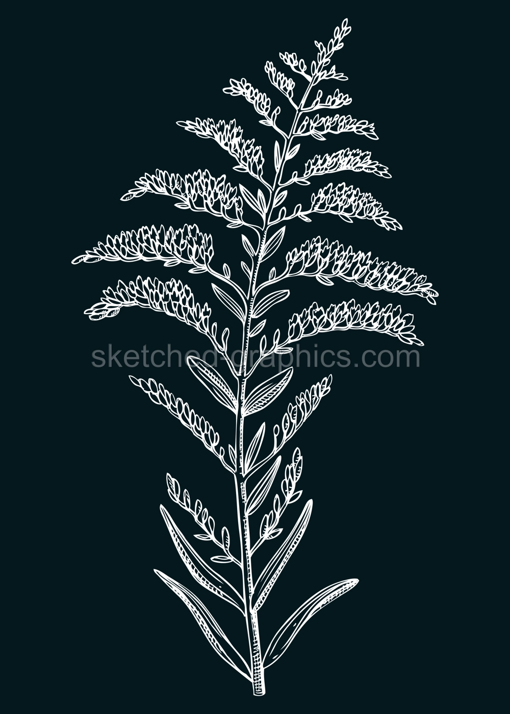 Goldenrod vector illustration. Hand-drawn summer flower sketch. Wildflower drawing on chalkboard. Tropics or savannas flowering plant. Floral design element in engraved style Illustration